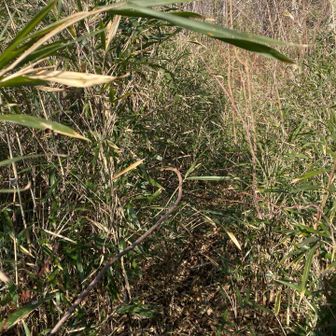 やっぱり薮💦
もう良いよ〜😫