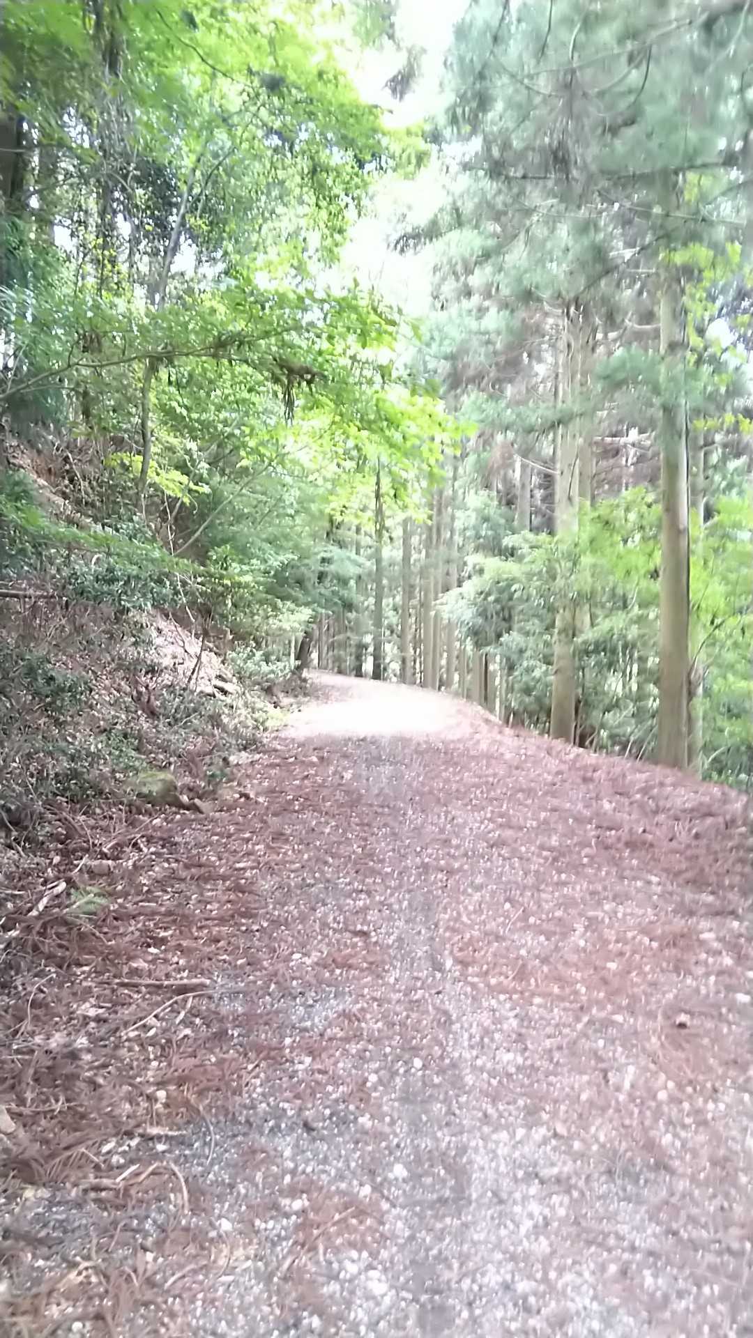 林道を歩いてます。