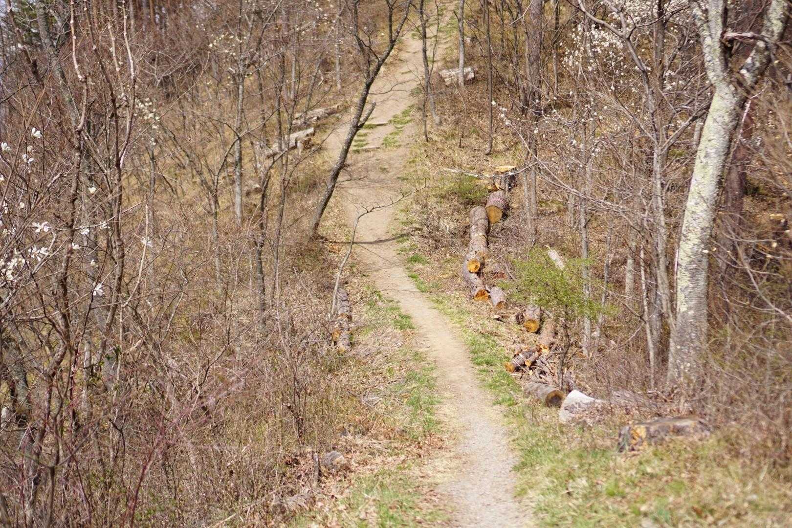 そろそろ、山頂が近づいてきたみたい