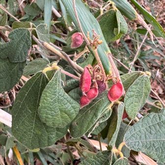 タンキリマメ（痰切豆）
実が弾けると、中から黒い豆（種）が出て来る。

蔓性の多年草

和名の由来は、種子を食べると痰が切れるということから。