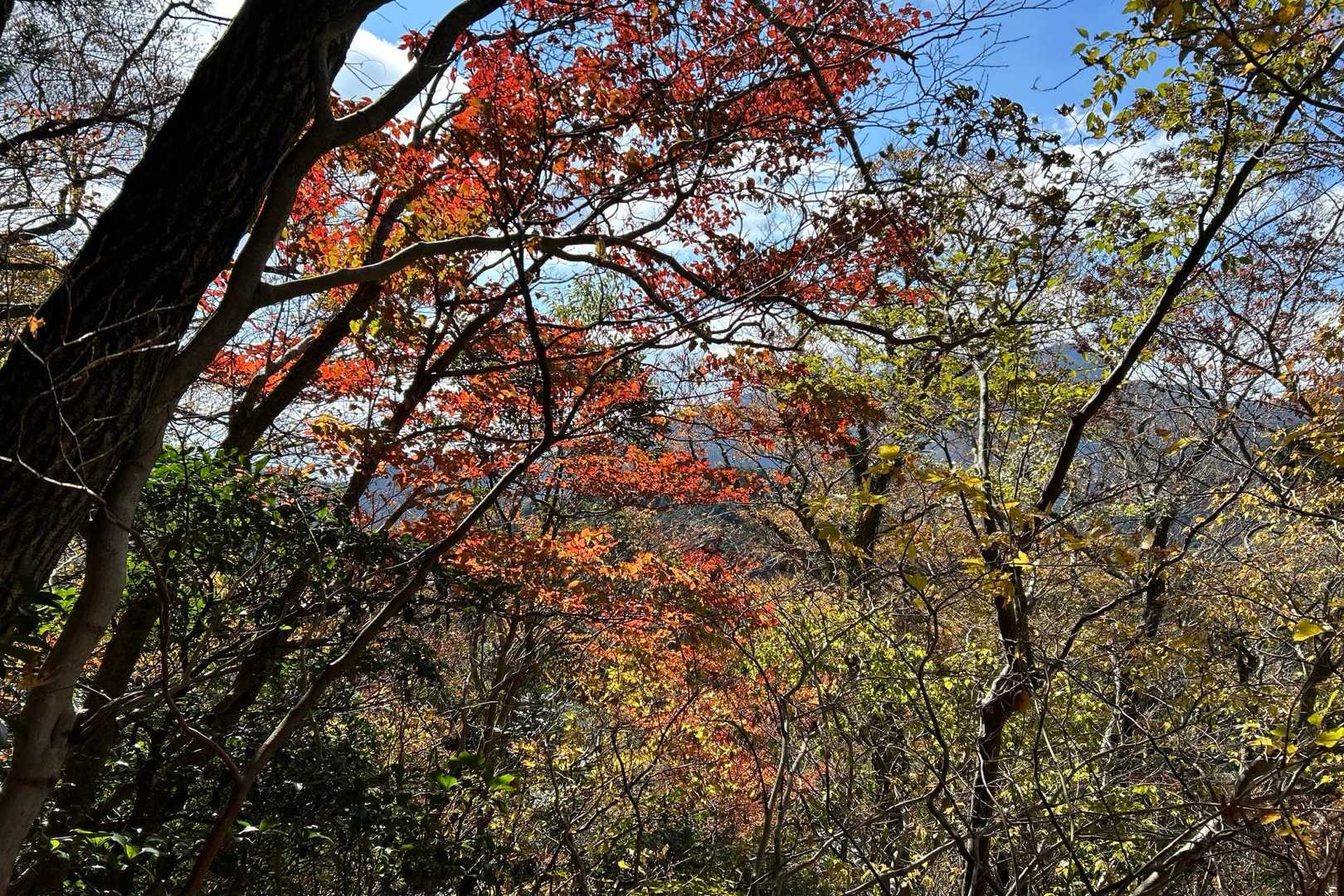 🍁