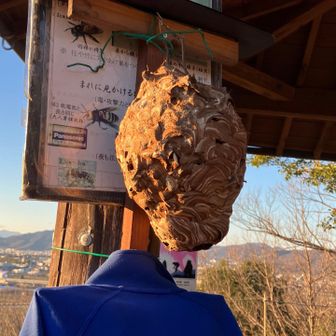 これ、辞めて😱
骸骨☠️かと思ってビックリ😱
正解は→もちろんズズメバチの巣