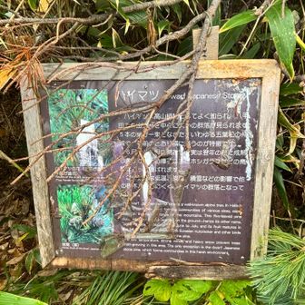 ハイマツ看板🪧