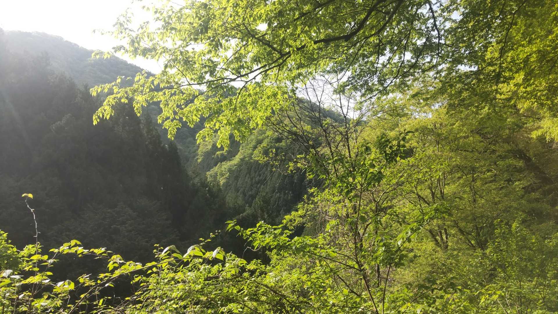 新緑が眩しい✨