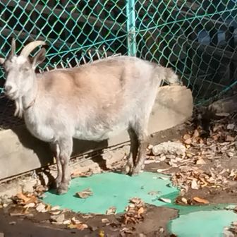 鳴き声の正体は山羊さんでした
メェ～🐐