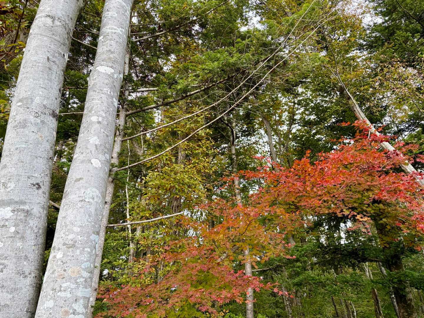 ブナに耳👂を当てる。
今日も、水💦の流れる音は聞こえない😢ブナ一本に、40Lの水を蓄えるらしい。