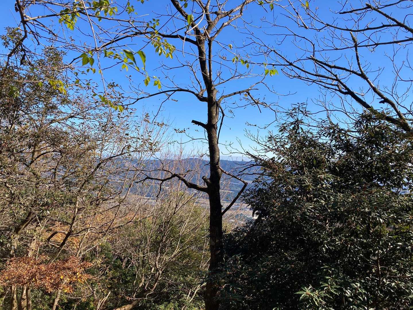 遠くに伊吹山が見える