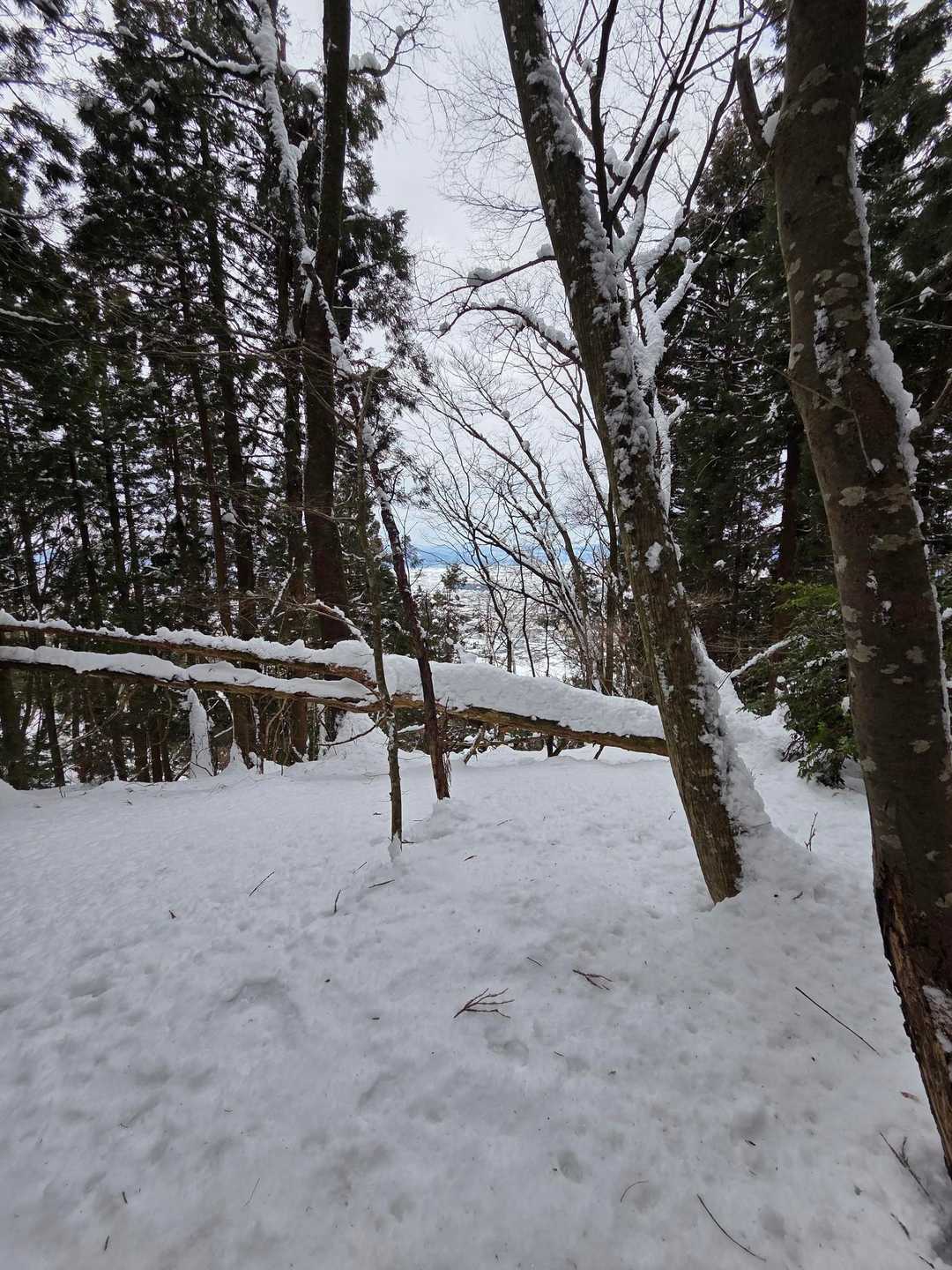 酒清水登山口-橋立山 往復コースの写真