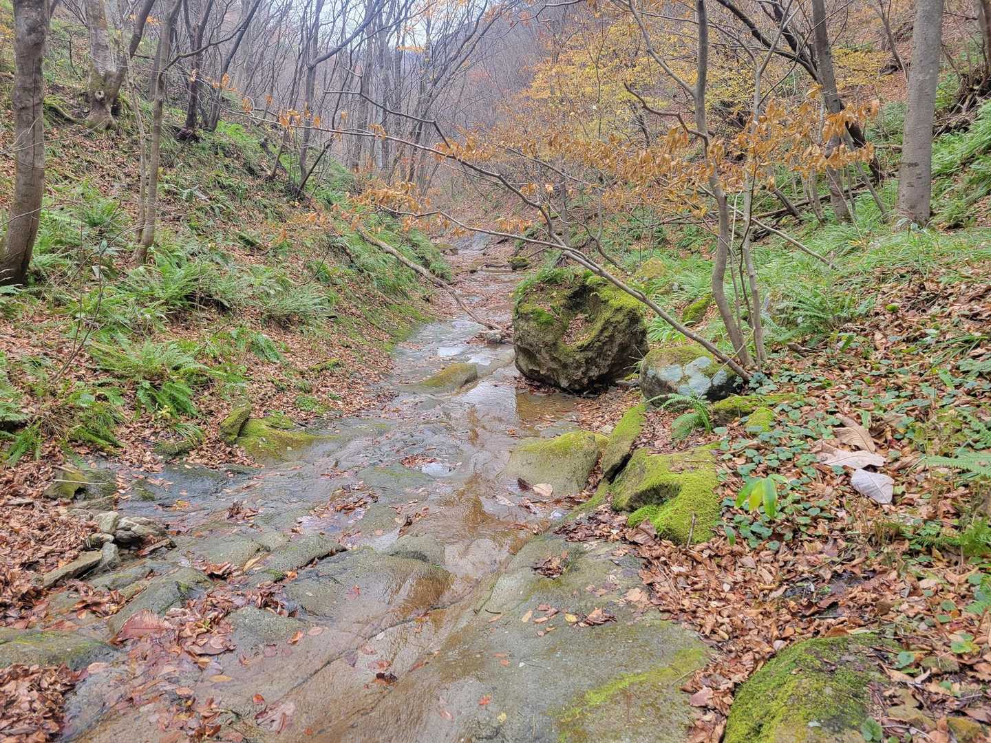 オボコンベ山 周回コースの写真