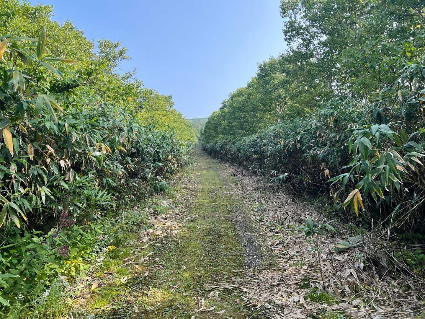 避難小屋までずっとこんな感じで歩きやすい