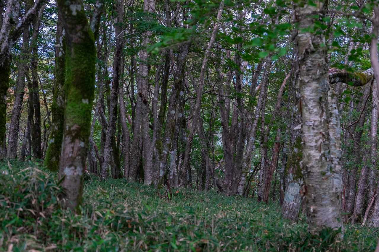 白滝山-石堂山 往復コースの写真