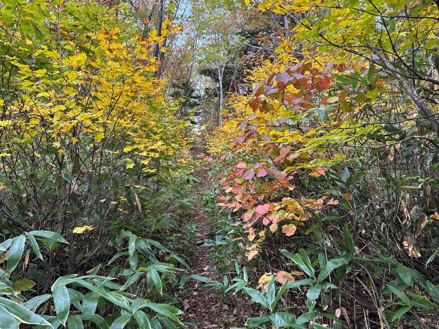 秋🍂