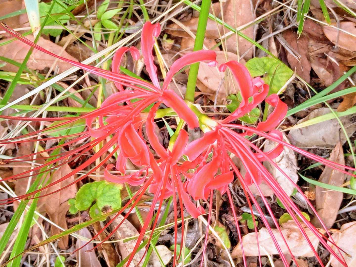 山頂の…彼岸花♥️