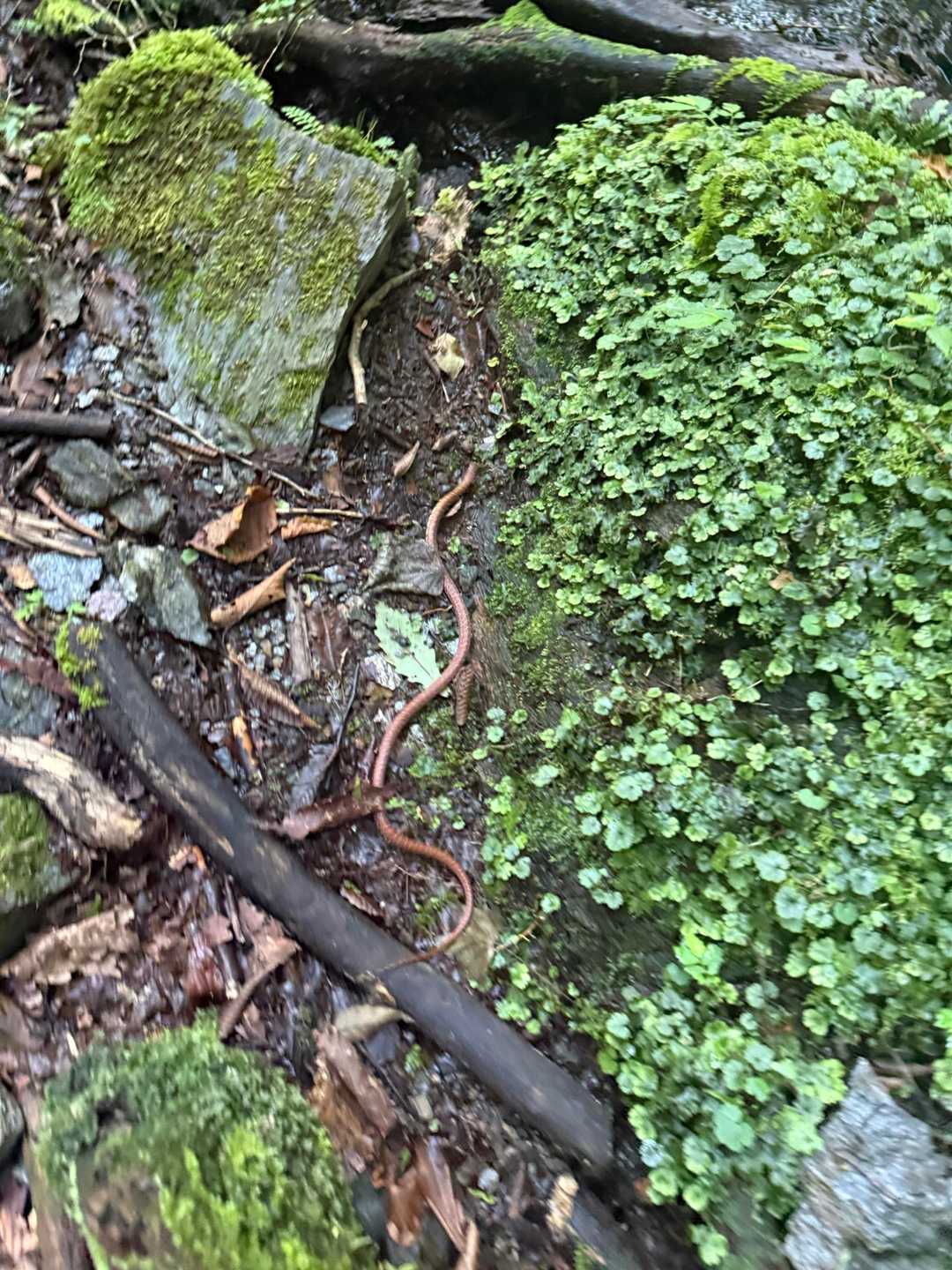 🐍ちっちゃい