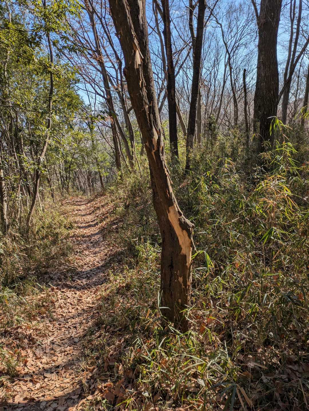 鹿田山-道帰り山 縦走コースの写真