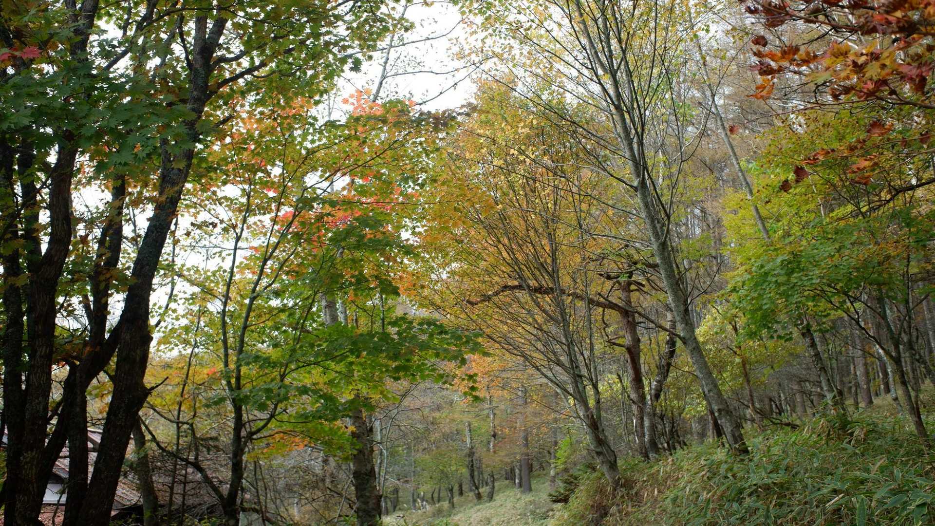 帰り道。紅葉が綺麗。同じ道なのに帰りのほうが紅葉がきれいに見えました
なんでかな？