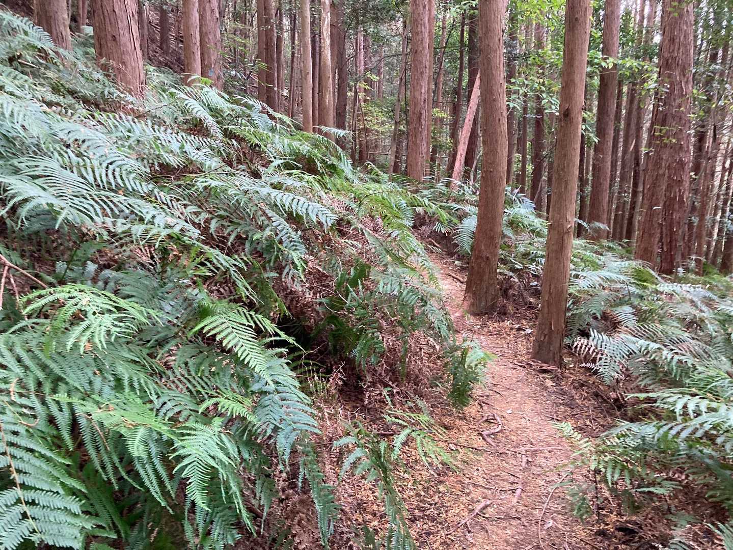 下山中。シダが綺麗でした。