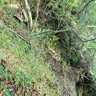　　　😱尾根の北斜面　崖