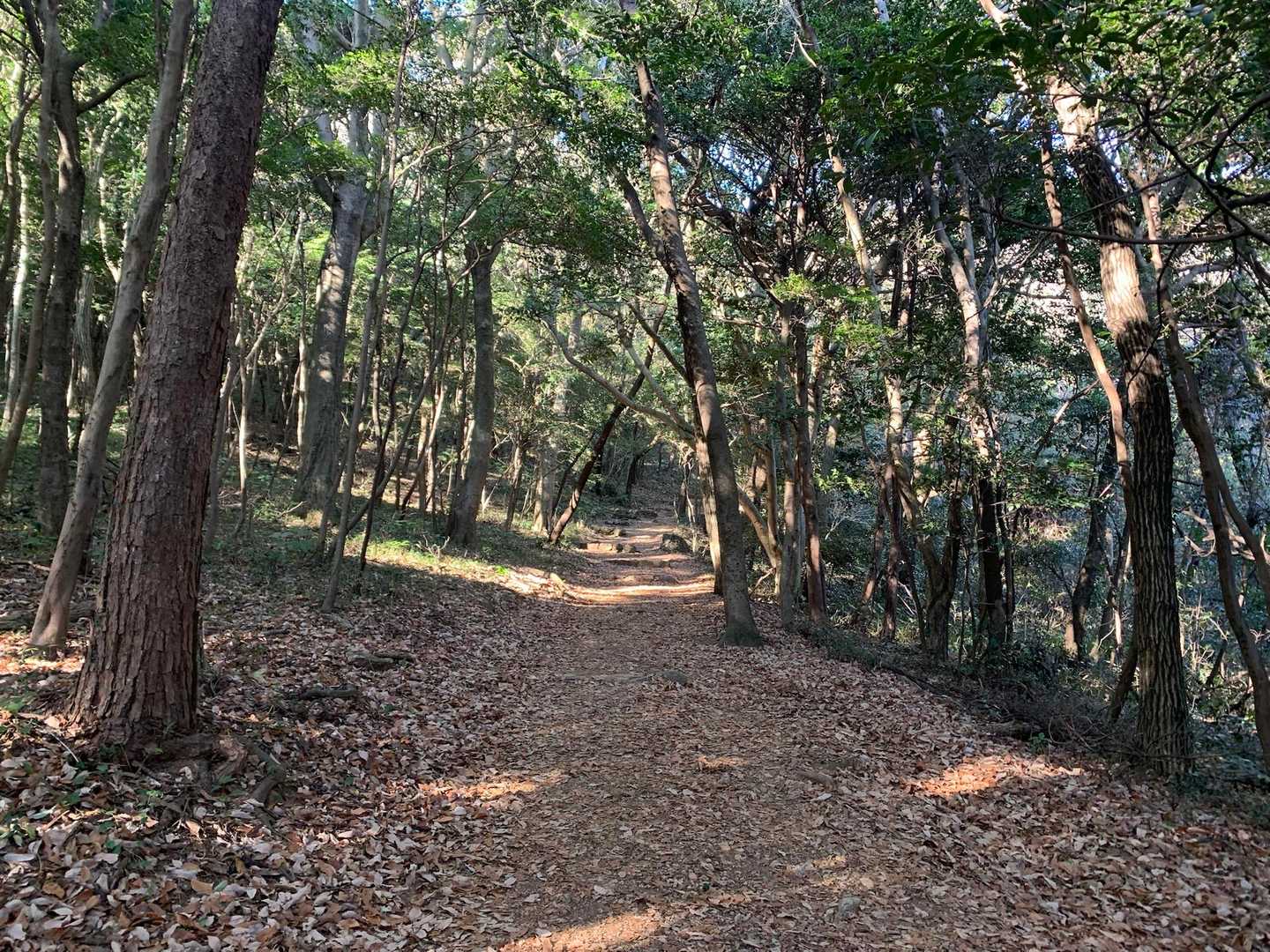 蔵王山 往復コースの写真