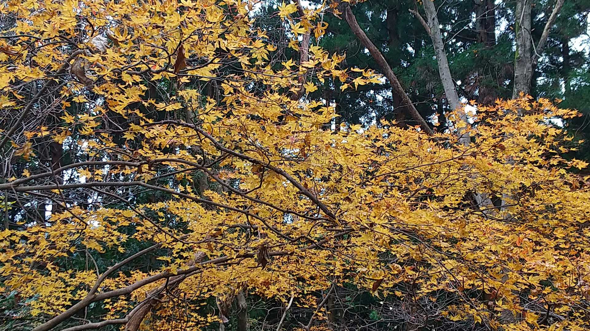 黄葉🍁がまだ残っていました🎵