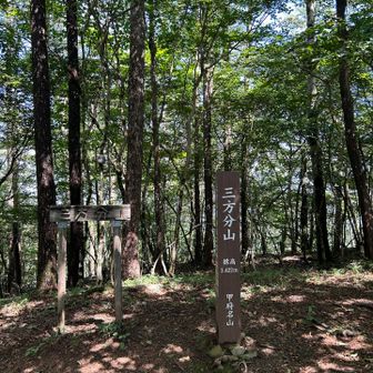 三方分山頂、富士山方面切り開かれていますが、あまり展望無し。ここもハエが多い。