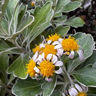 磯菊（イソギク）
磯の崖などに咲く菊。