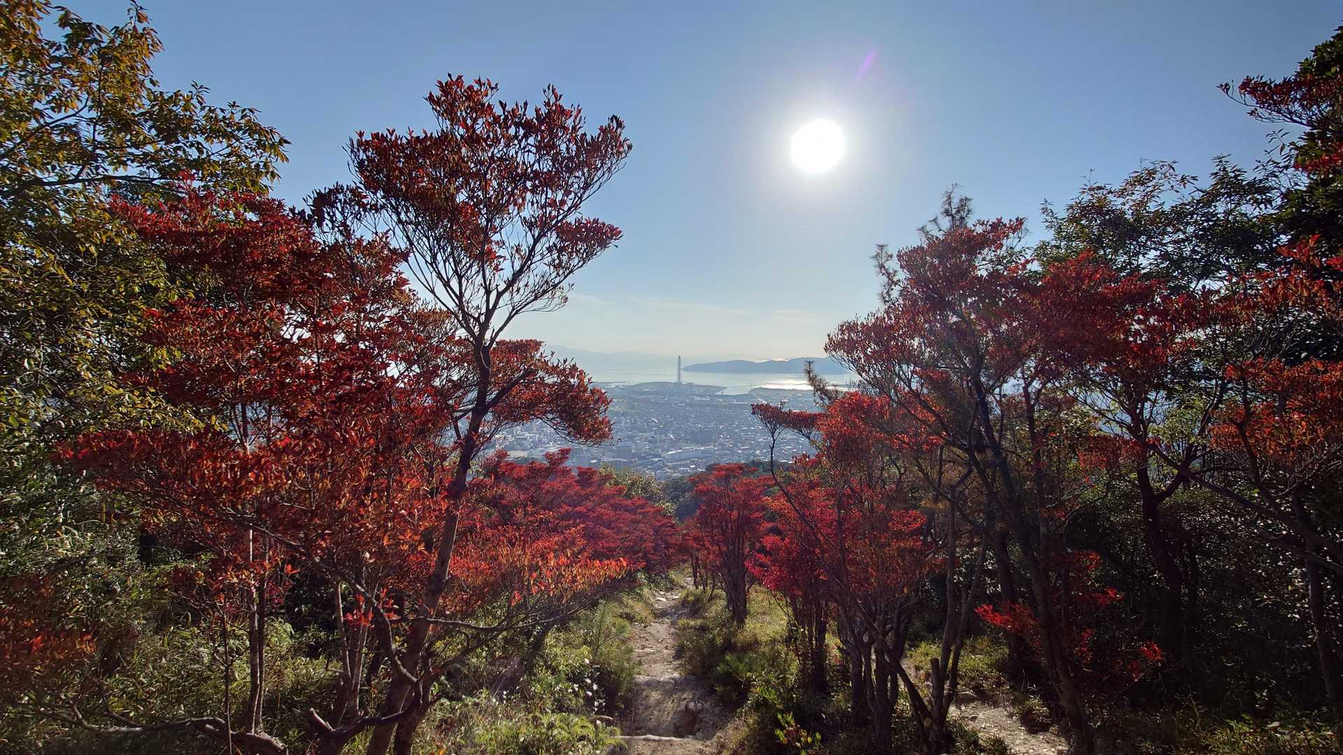 やっぱり西日に照らされた方がより一層深紅が際立ちますね。