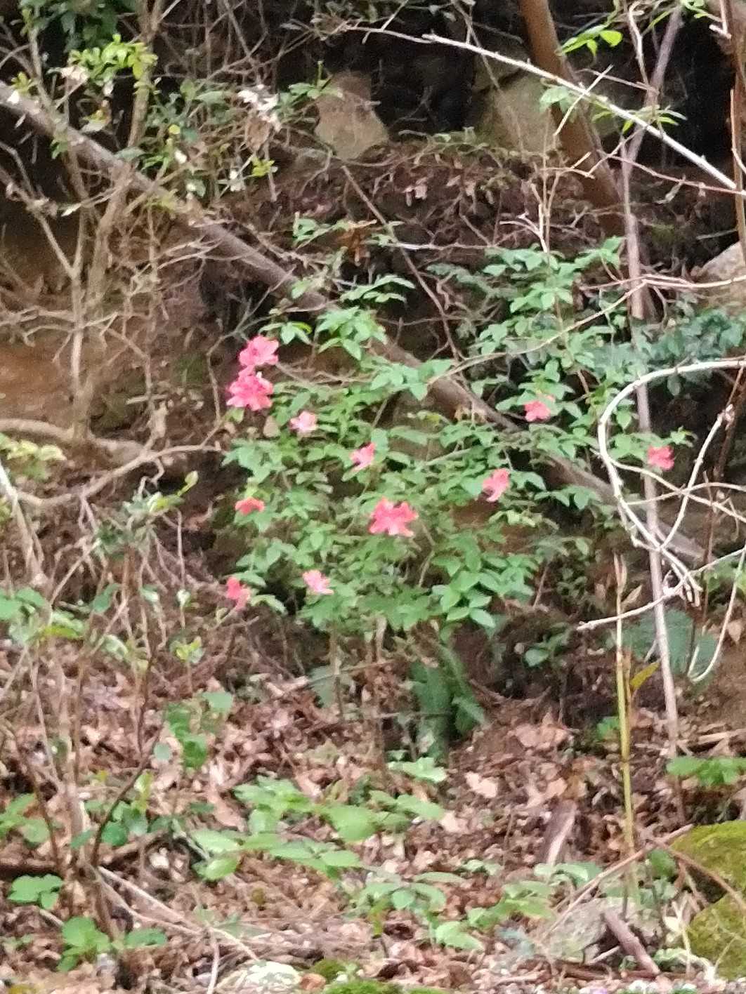 山ツツジ?
高い所に咲く赤色の花。