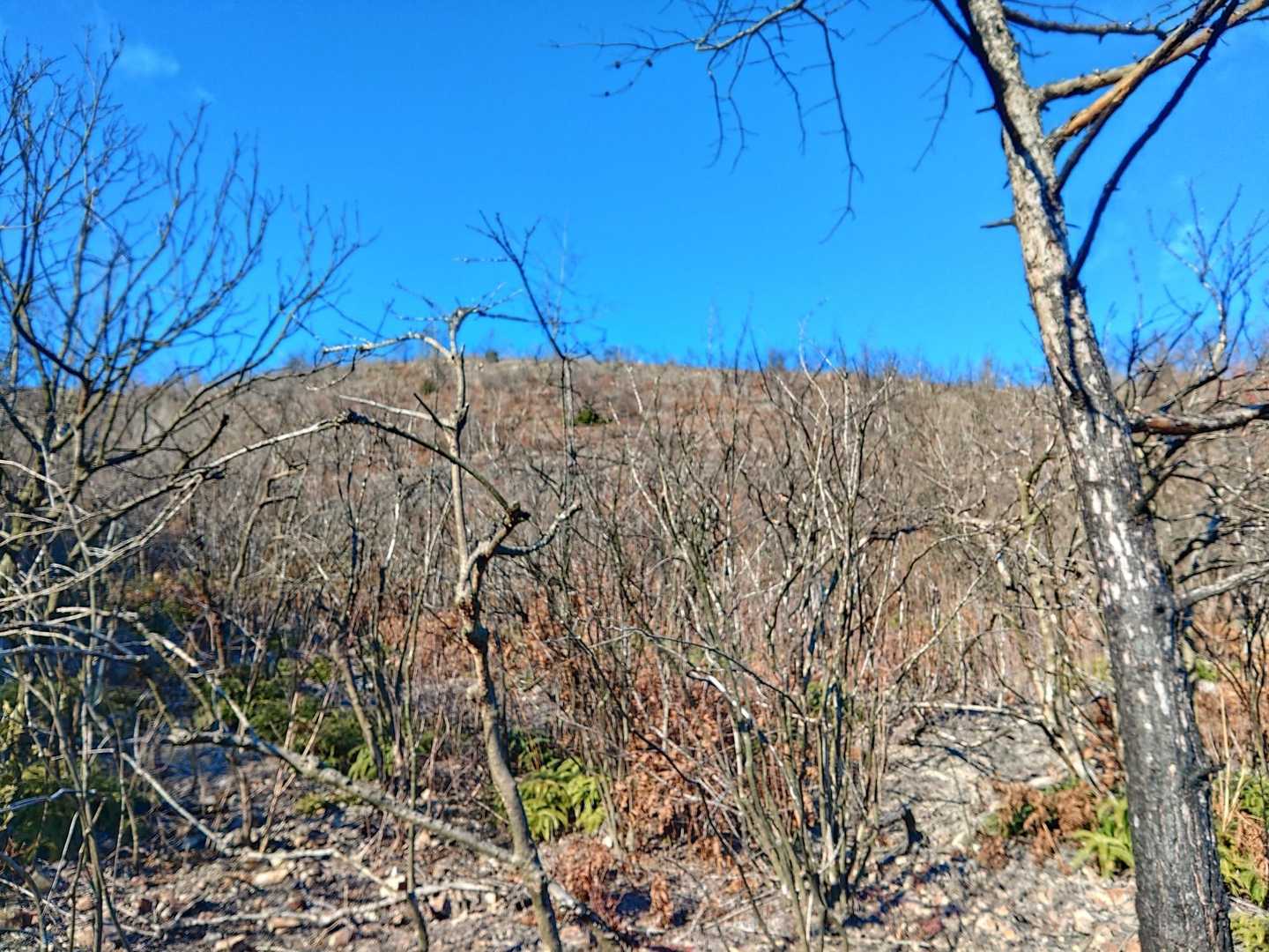 山火事より かなり復活🌳