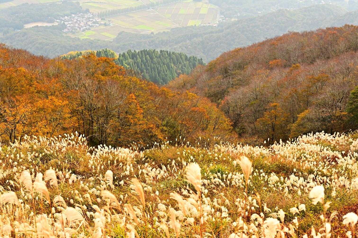 ススキ🌾と紅葉が綺麗です。

春の新緑🍃　冬の銀世界❄️

年間通して楽しませてくれる場所、それが寒風です✨

では大谷山へ向かいます🚶‍♂️