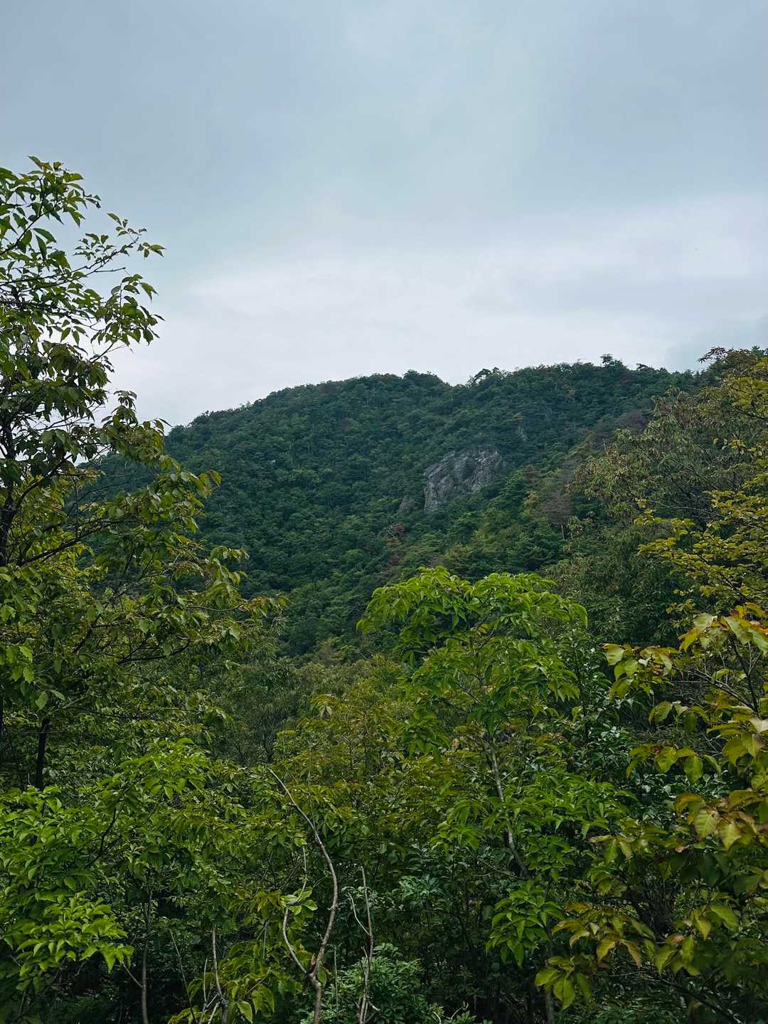 アレが　⛰️小谷山ピーク　大嶽城址