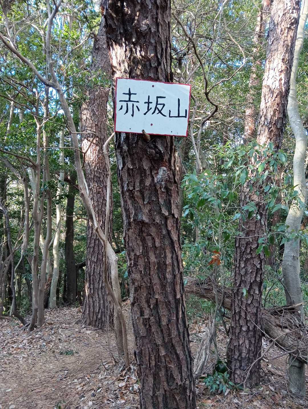 赤坂山山頂。