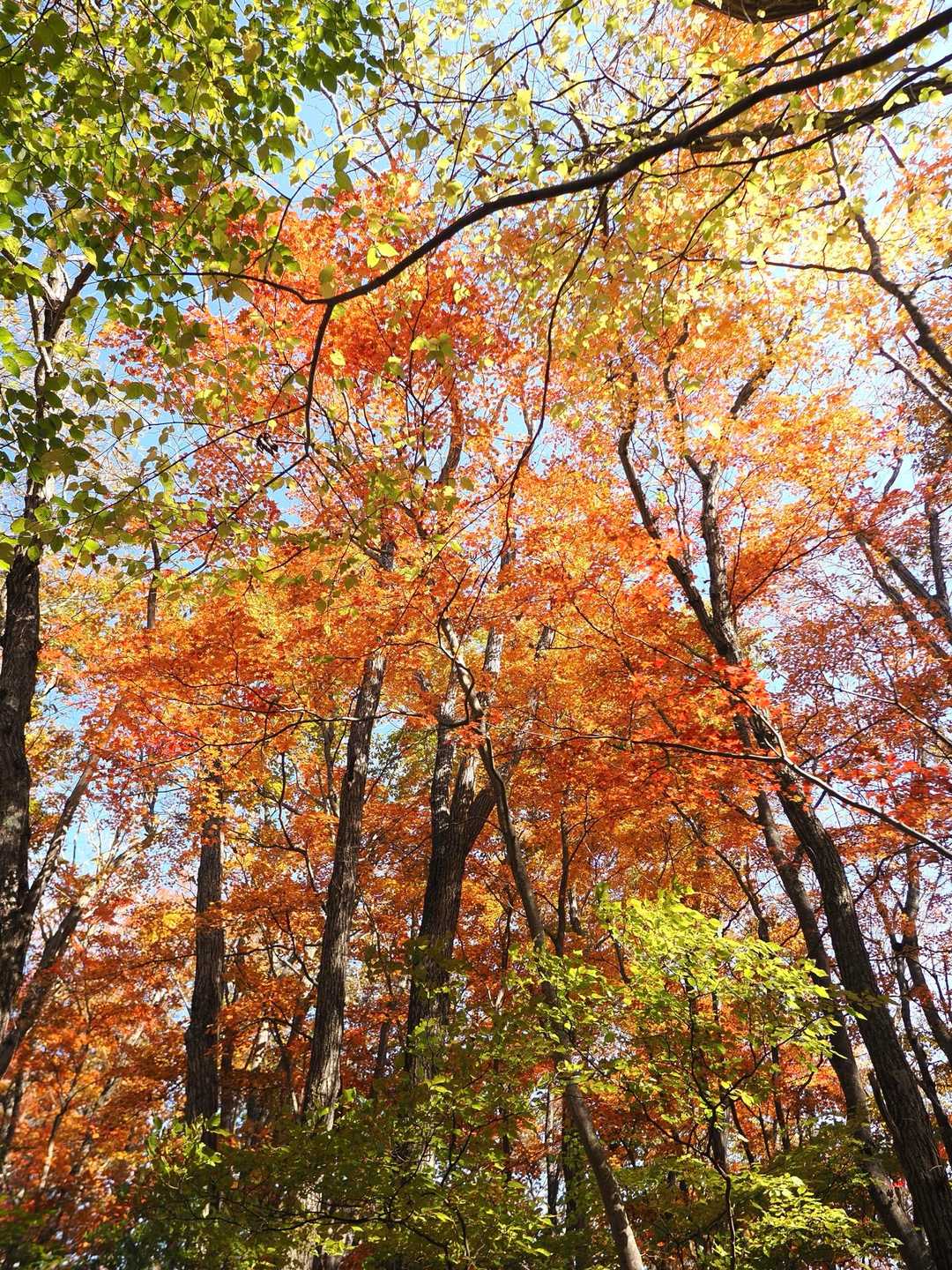 紅葉 いい感じです