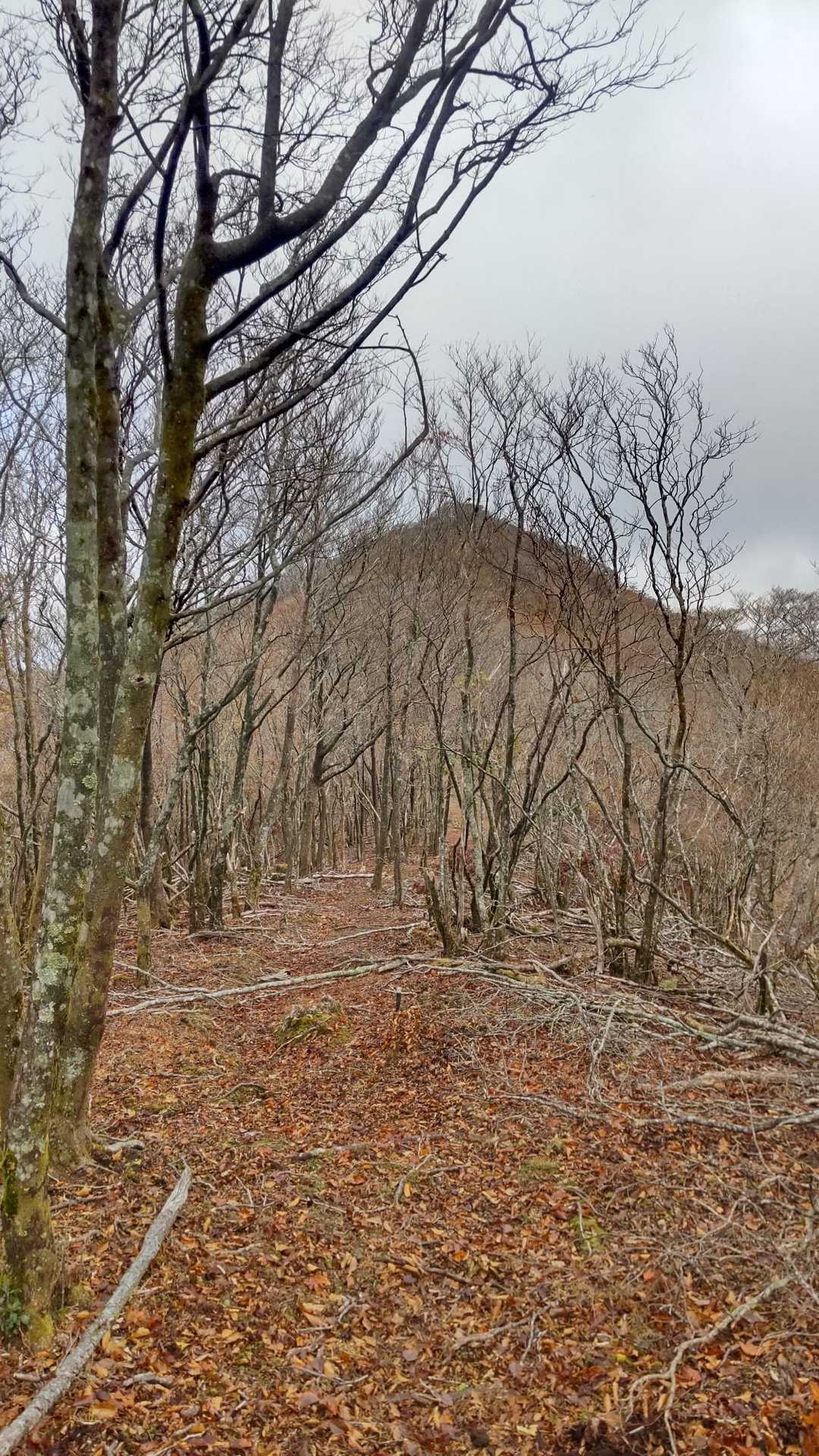 高塚山　今行きます🎵