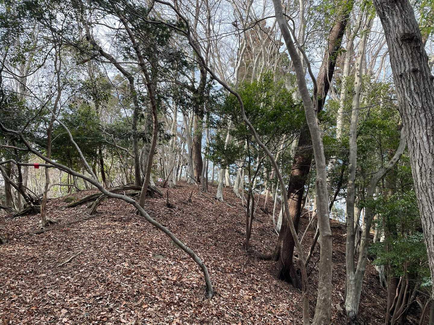 黒米山 往復コースの写真