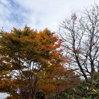 ところどころに🍁