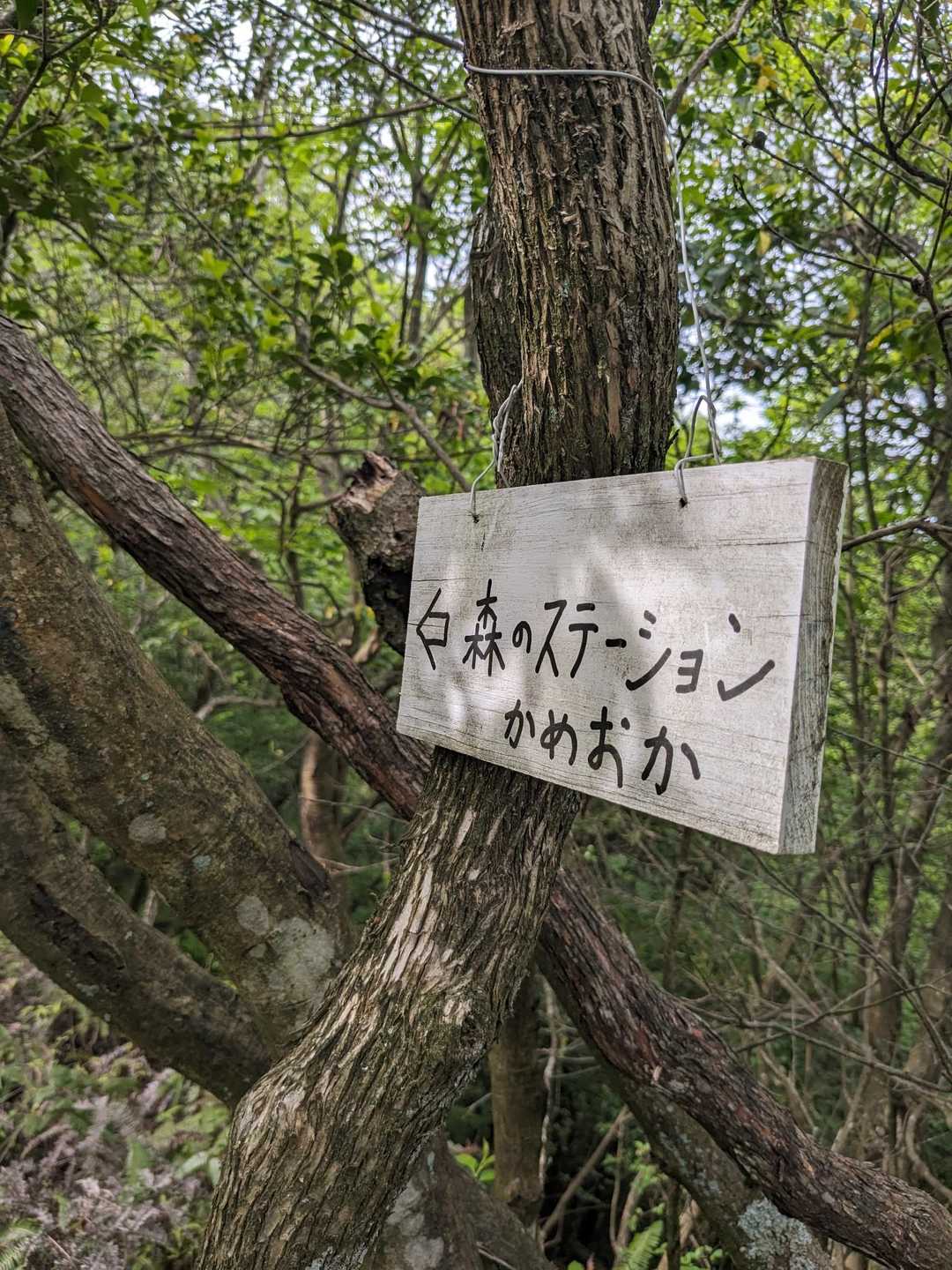 麓にある森のステーションかめおかに辿り着くんですね💡