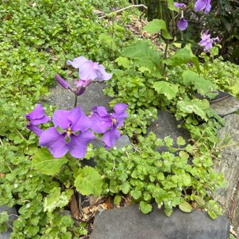 🟣の色、好きだわ