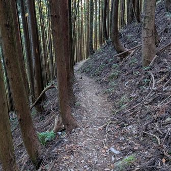 スギ林地帯に入った途端暗くなる
実際はこの写真の3倍は暗いです