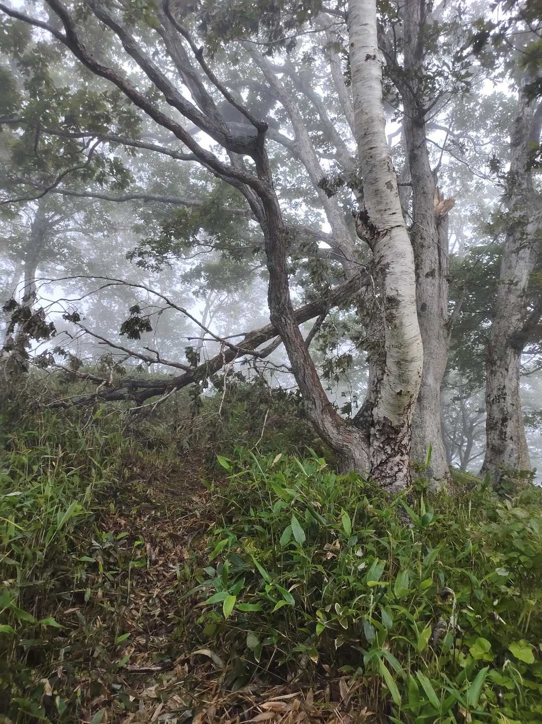 三角山手前。とても邪魔くさい