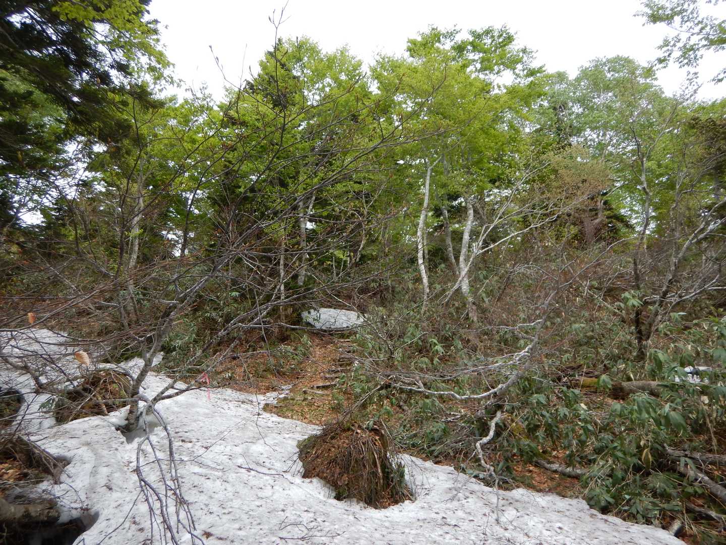 ヒバクラ岳登山口-森吉山 往復コースの写真