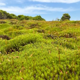 胞子嚢が仲間を増やす為に活発です。