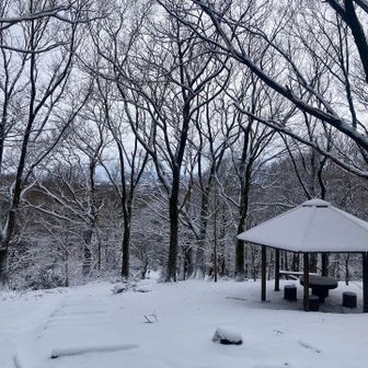 いつもの東屋で🛖☕️
