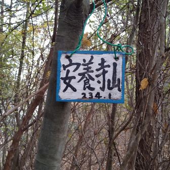 今日の2座目、安養寺山山頂（標高233.9ｍ）到着