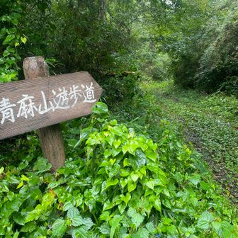 朝も起きられず🥱
自宅出発もAM8時前と遅くなりました

先週の　熊は居ない四国は石鎚山からの落差よ😂
久しぶりにラジオも流して📻麓で再度くまマップも確認してスタートしました