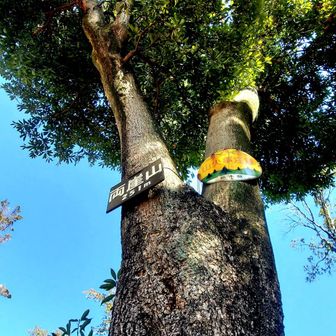 両崖山、山火事を逃れた
奇跡のタブの木です。
