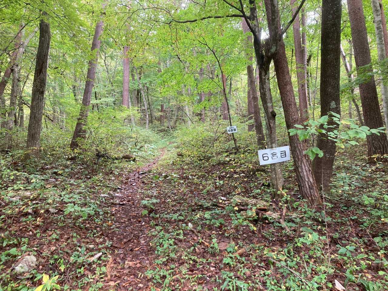 この辺りから急登
登山道も荒れるは熊のう◯こだらけだわで歩きにくい…😫