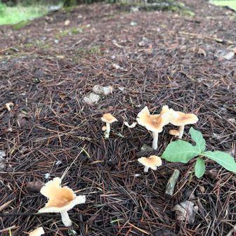 🍄
