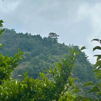 障子岳の
大きな松の木((〃´▽｀〃))/“