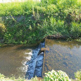 田原川、先週より水が多い